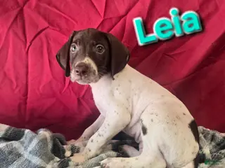 German Shorthaired Pointer dogs LEIA - Ad 28