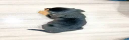 Beaglier dogs for sale: Falcon - Ad 4