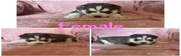 Siberian Husky dogs for sale: Siberian Husky Puppy 4 - Ad 3