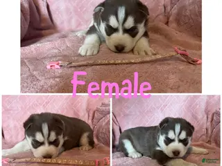 Siberian Husky dogs Siberian Husky Puppy 4 - Ad 35