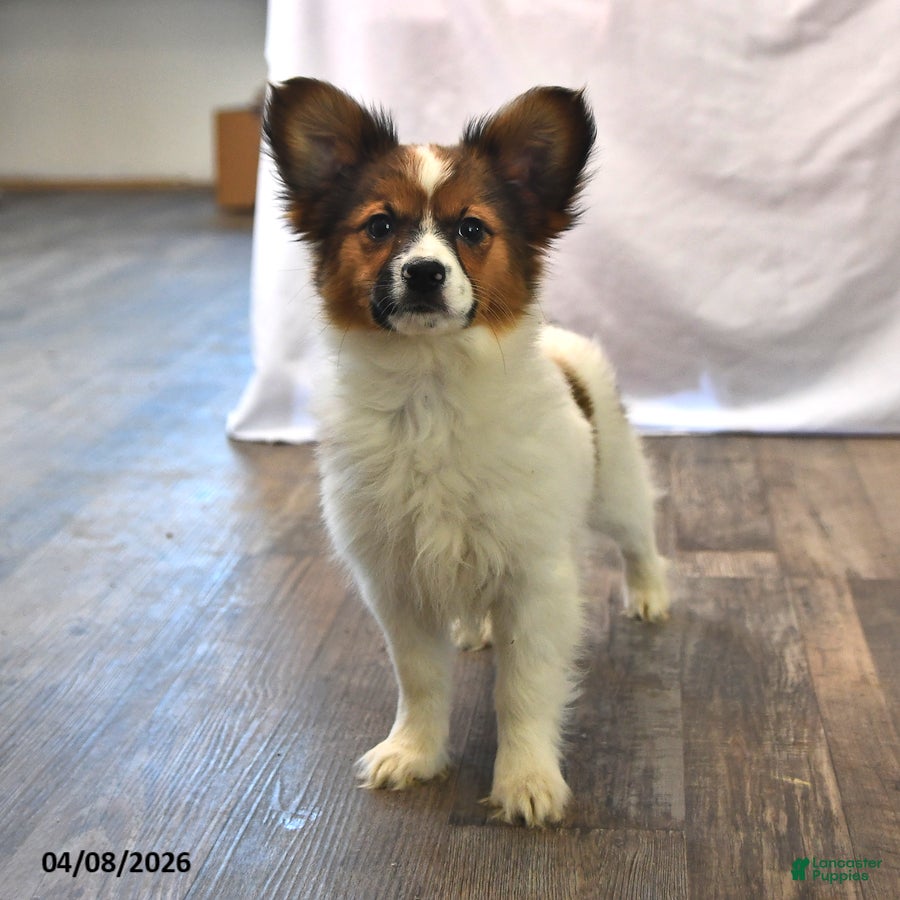 Papillon dogs Swallowtail - Ad 1