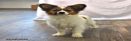 Papillon dogs for sale: Swallowtail - Ad 4
