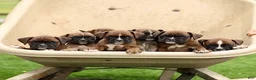 Boxer dogs for sale: Turner  - Ad 5