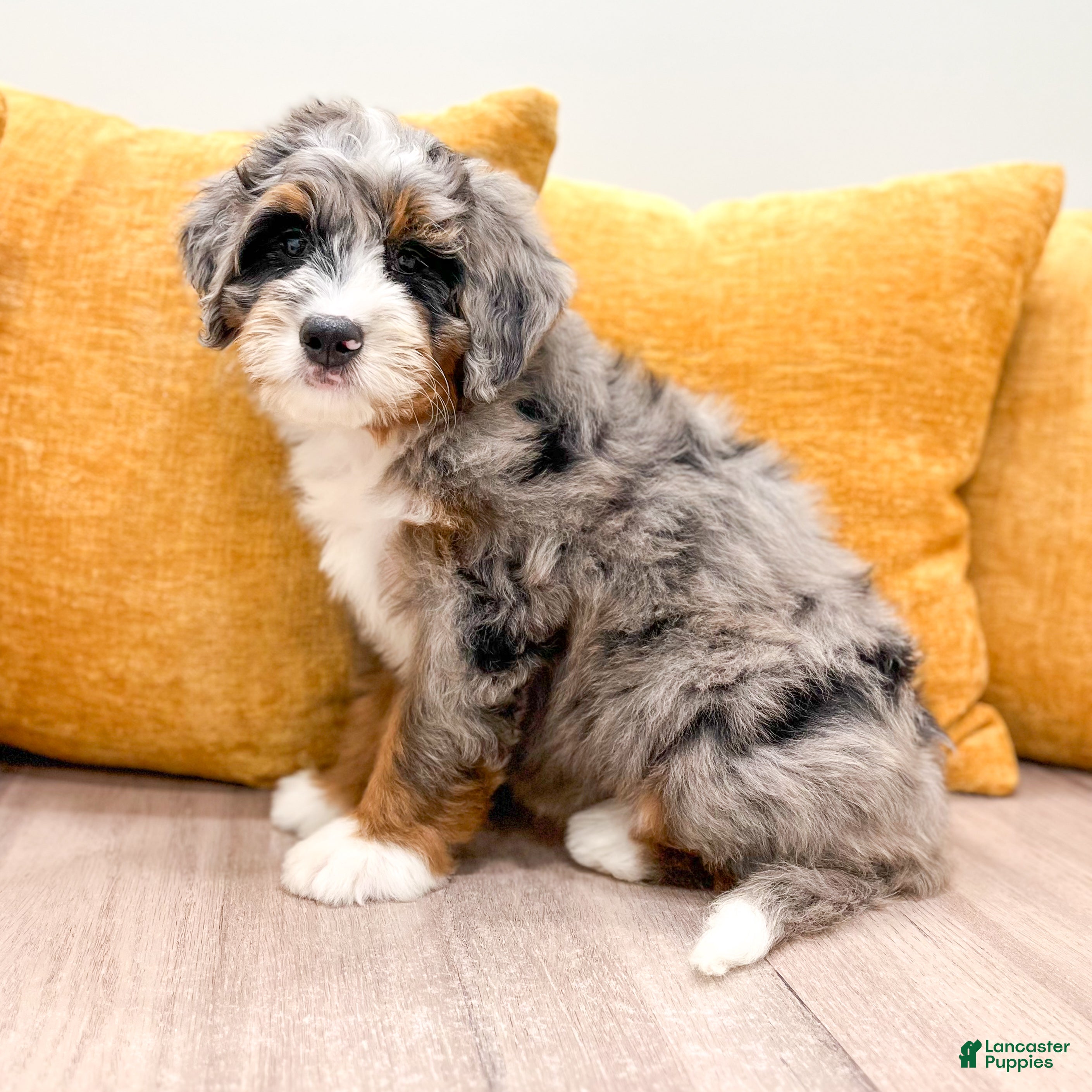 Mini Bernedoodle dogs Candy - Ad 2