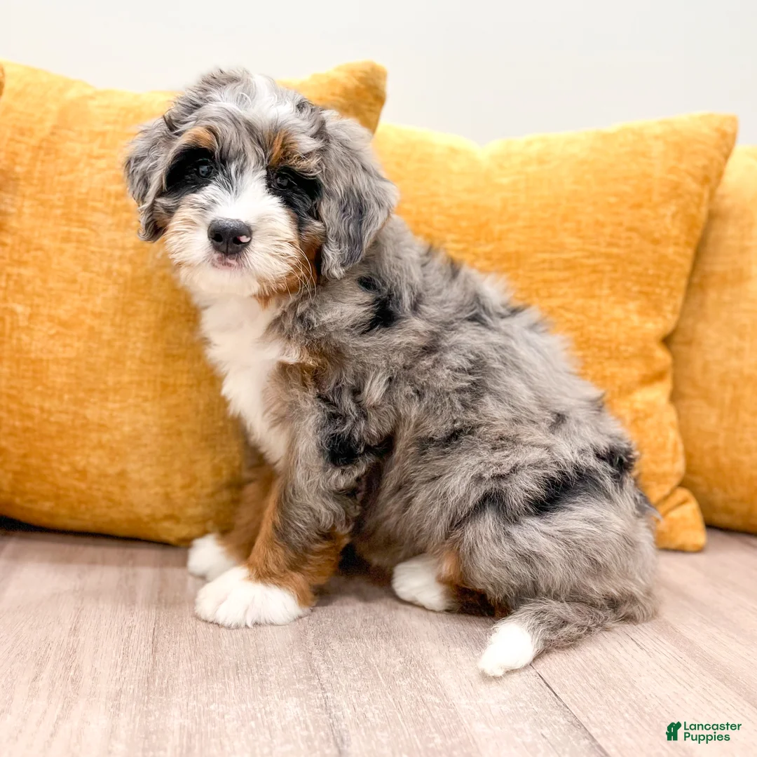 Mini Bernedoodle dogs for sale: Candy - Ad 2