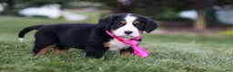 Bernese Mountain Dog dogs for sale: Juliette - Ad 5