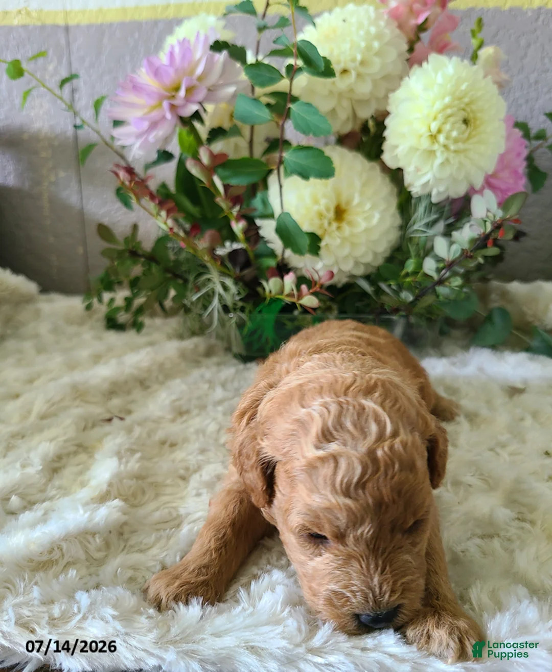Mini Goldendoodle dogs for sale: Inez - Ad 2
