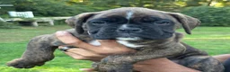 Boxer dogs for sale: Bayern - Ad 12