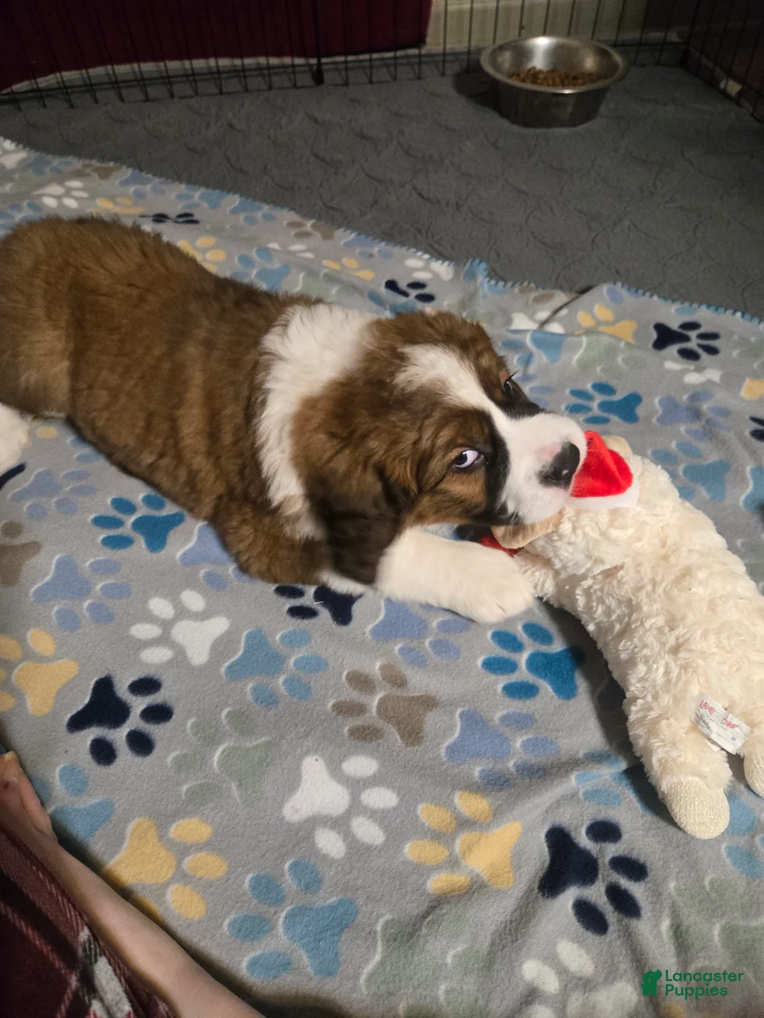 Mixed Breed dogs for sale: Scarlet - Ad 5