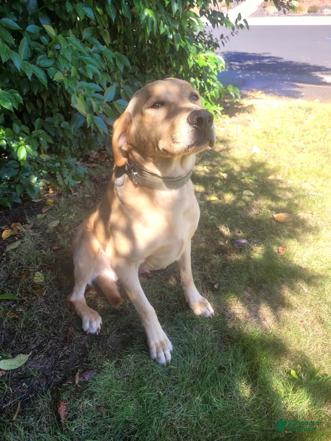 Labrador Retriever dogs for sale: Labrador Retriever Puppy 4 - Ad 3