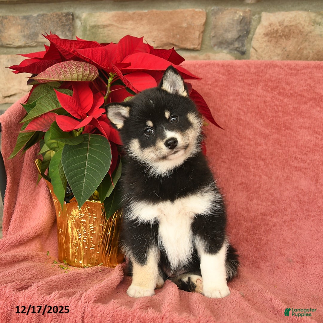Pomsky dogs for sale: Santa   - Ad 2