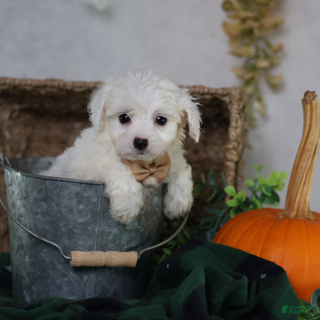 Teddy Bear dogs for sale: Jinko (Mini size) - Ad 7