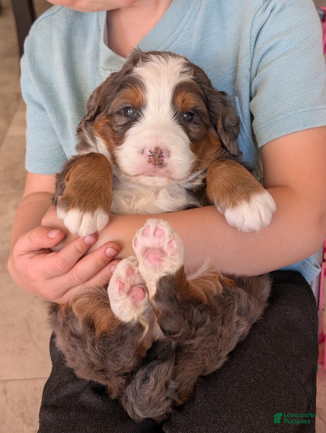 Mini Bernedoodle dogs for sale: Mini Marlo  - Ad 9