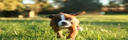 Boxer dogs for sale: Ruthie - Ad 6