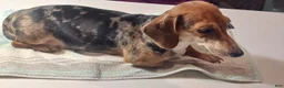 Miniature Dachshund dogs for sale: Peaches - Ad 7