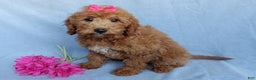 Mini Goldendoodle dogs for sale: Poppy - Ad 6