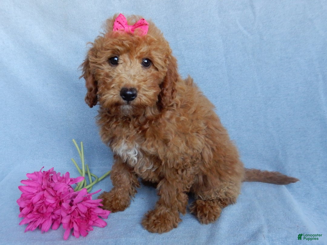 Mini Goldendoodle dogs for sale: Poppy - Ad 6