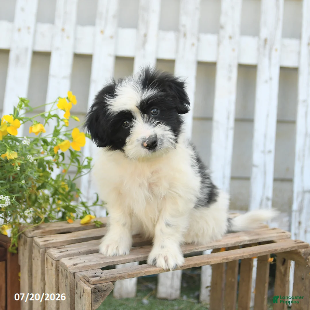 Mixed Breed dogs for sale: Teddy - Ad 1