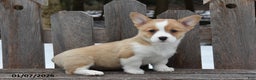 Welsh Corgi Pembroke dogs for sale: Debbie - Ad 1