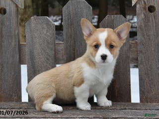 Welsh Corgi Pembroke dogs Debbie - Ad 35