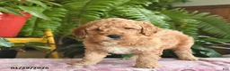 Mini Goldendoodle dogs for sale: Ford - Ad 2