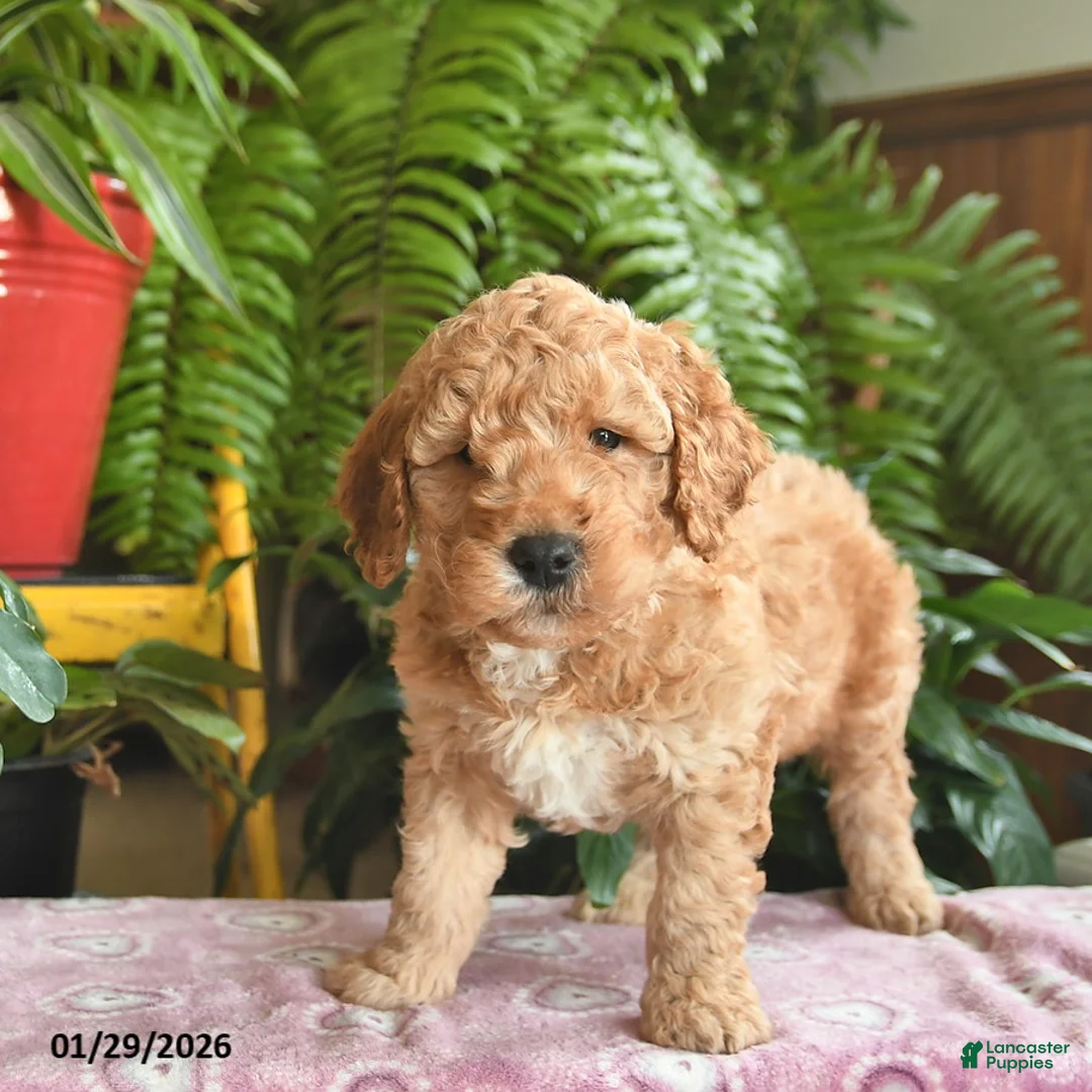 Mini Goldendoodle dogs for sale: Ford - Ad 2