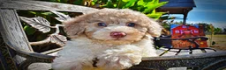 Havapoo dogs for sale: Noodles - Ad 4