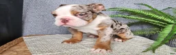 English Bulldog dogs for sale: Fletch - Ad 4