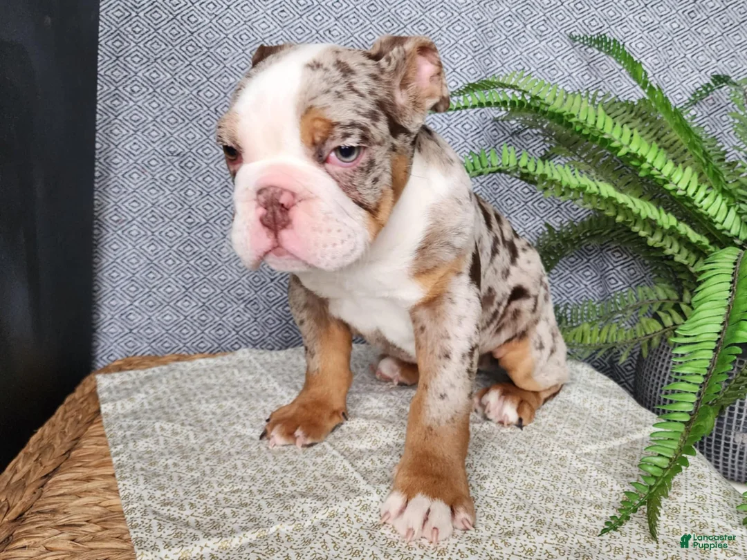 English Bulldog dogs for sale: Fletch - Ad 4