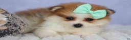 Pomeranian dogs for sale: Frankie 🐶 - Ad 14