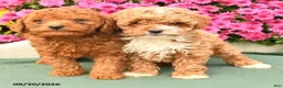 Toy Poodle dogs for sale: Lily - Ad 3