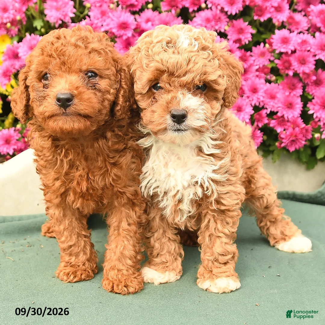 Toy Poodle dogs for sale: Lily - Ad 3