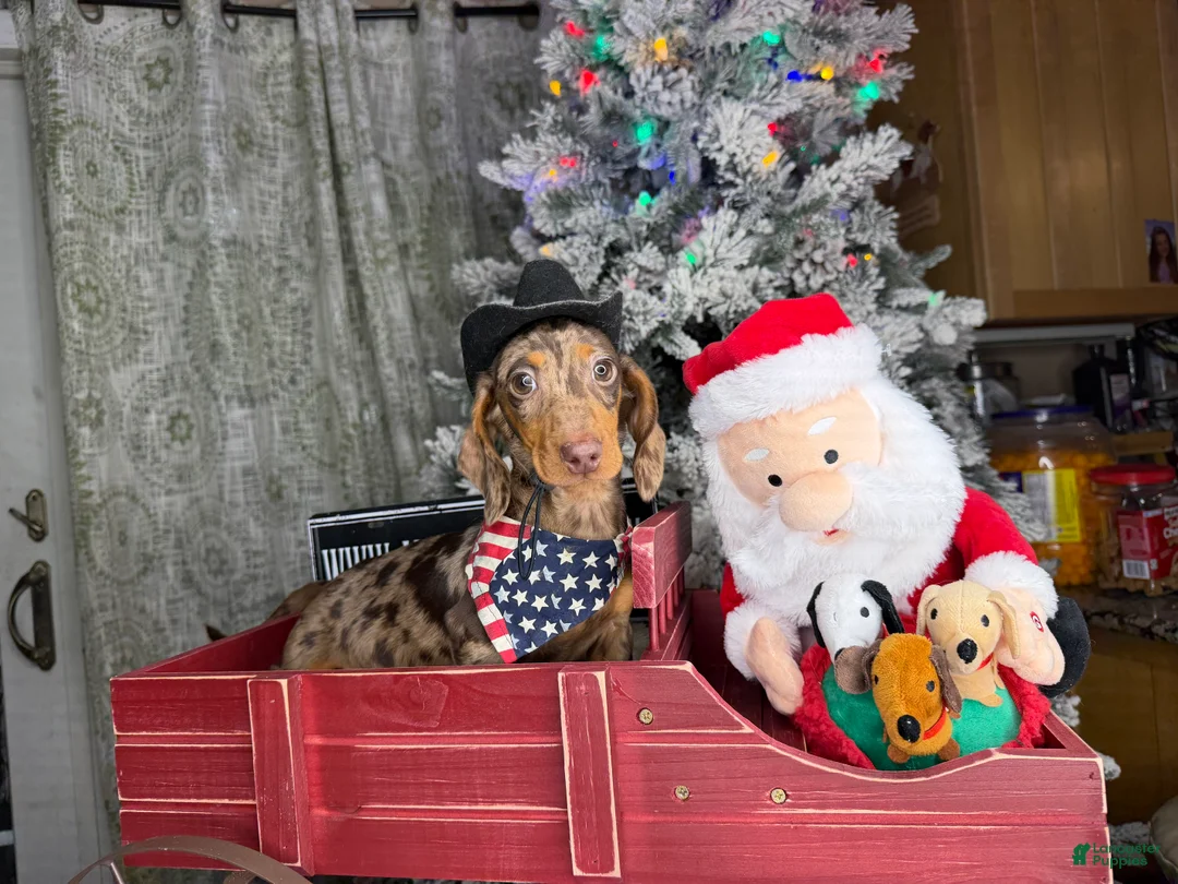 Miniature Dachshund dogs for sale: Rianna dappleShow boy - Ad 24