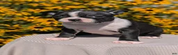 Boston Terrier dogs for sale: Tessa - Ad 4