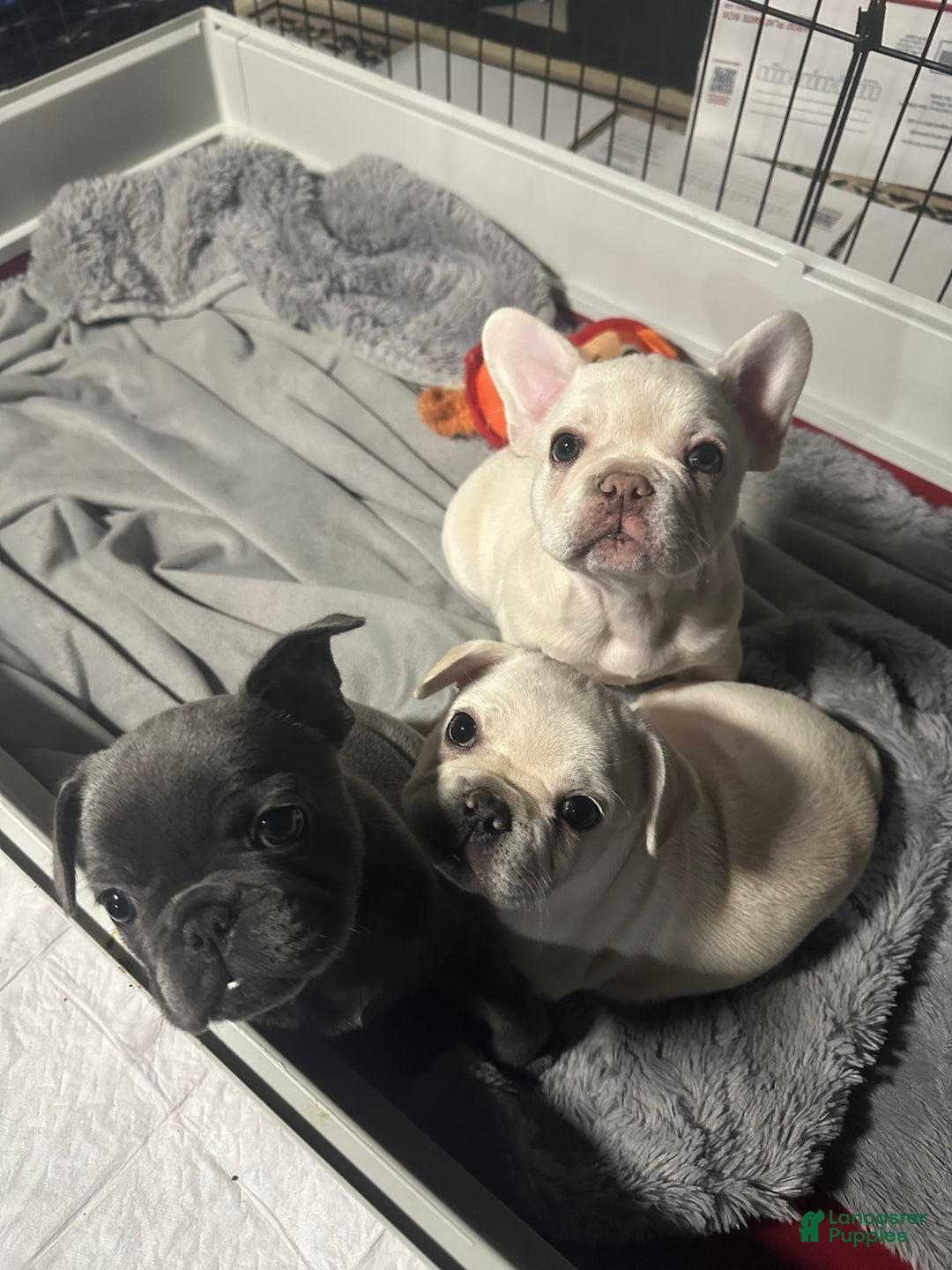 French Bulldog dogs for sale: Pierre - Ad 6