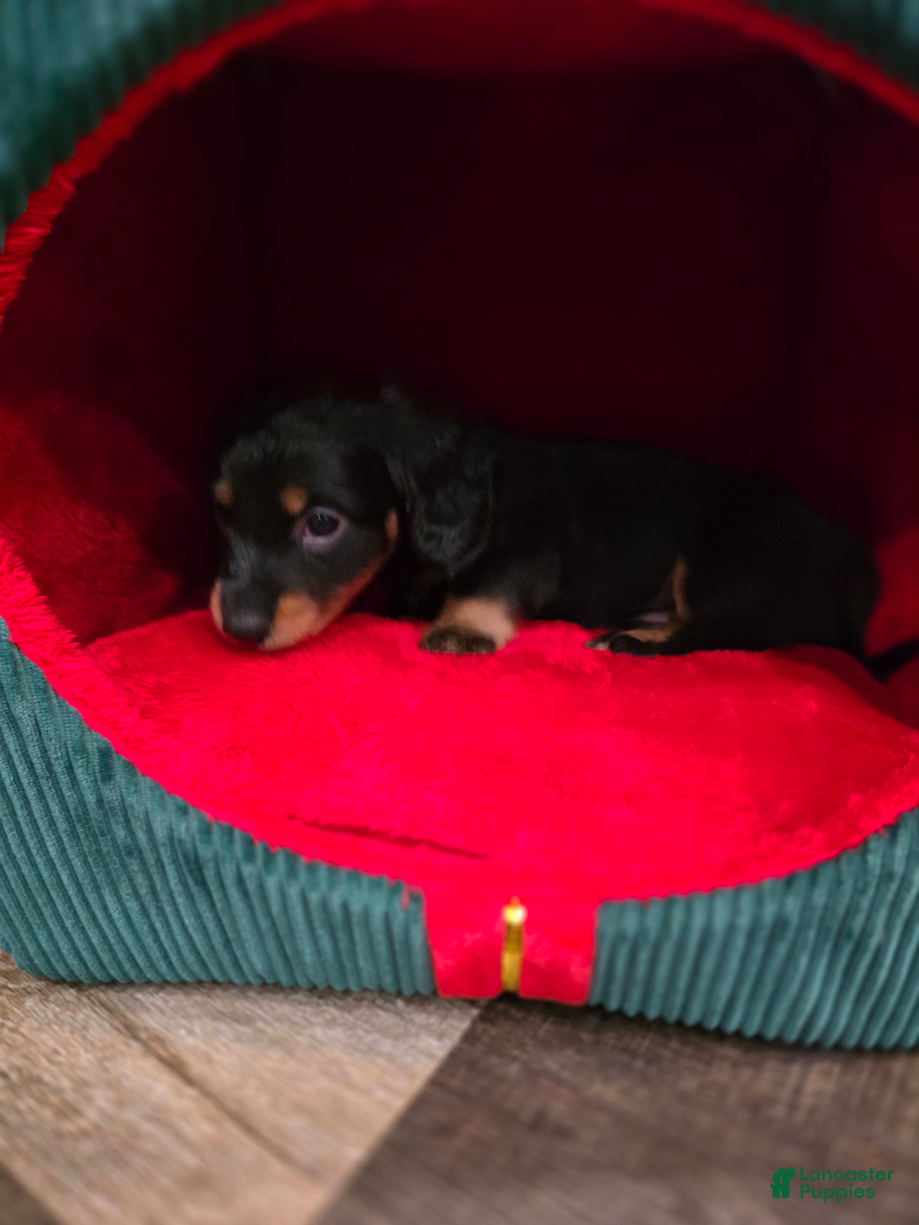 Miniature Dachshund dogs Jet - Ad 11