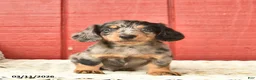 Dachshund dogs for sale: Tommy  - Ad 2