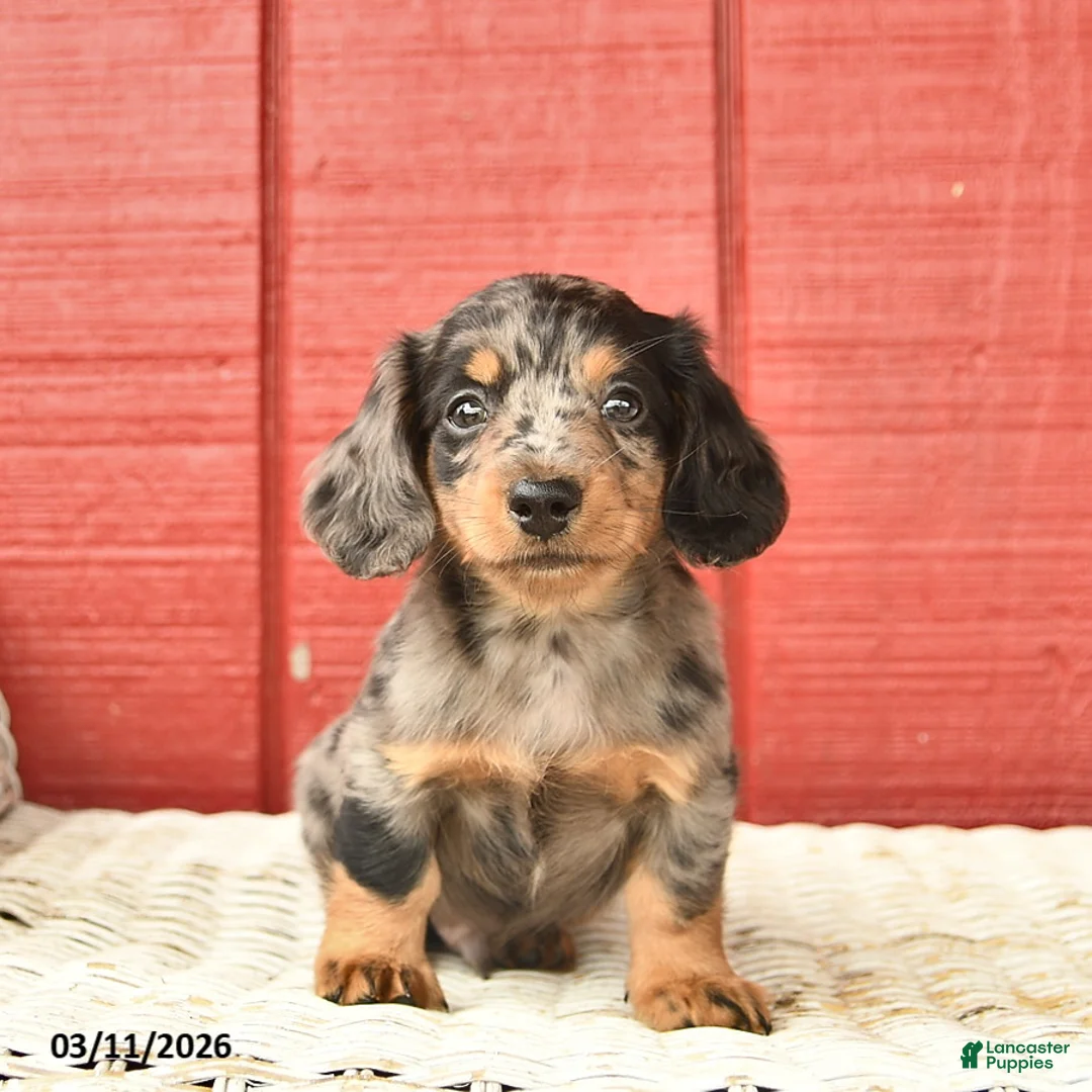 Dachshund dogs for sale: Tommy  - Ad 2