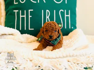 Mini Goldendoodle dogs Clay - Petite Size - Ad 26