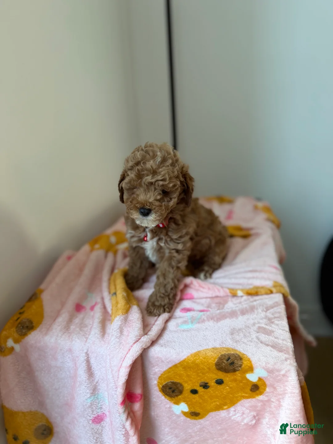 Toy Poodle dogs for sale: Snuggles - Ad 2