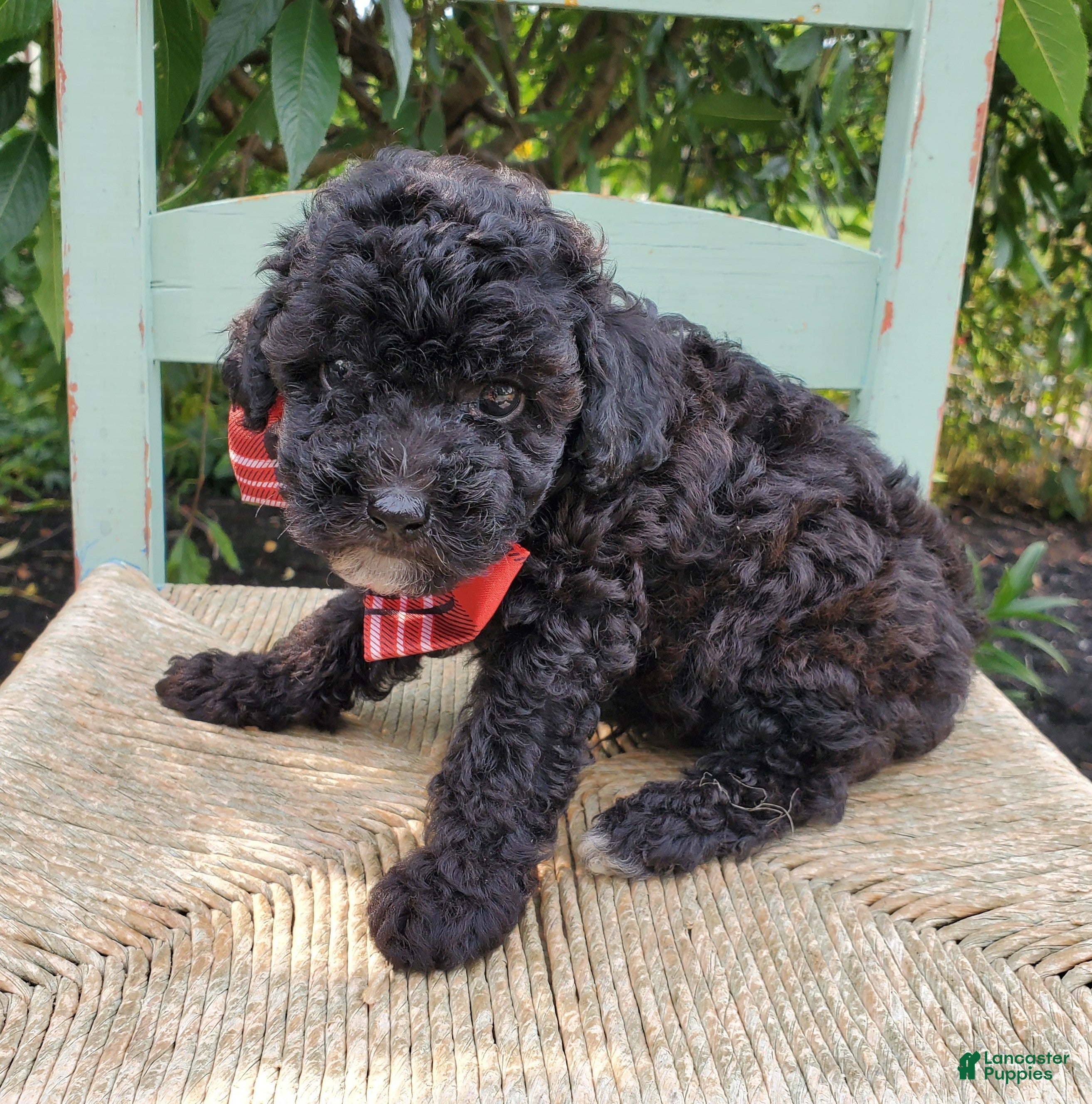 Toy Poodle dogs Ben - Ad 2