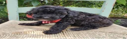 Toy Poodle dogs for sale: Ben - Ad 2