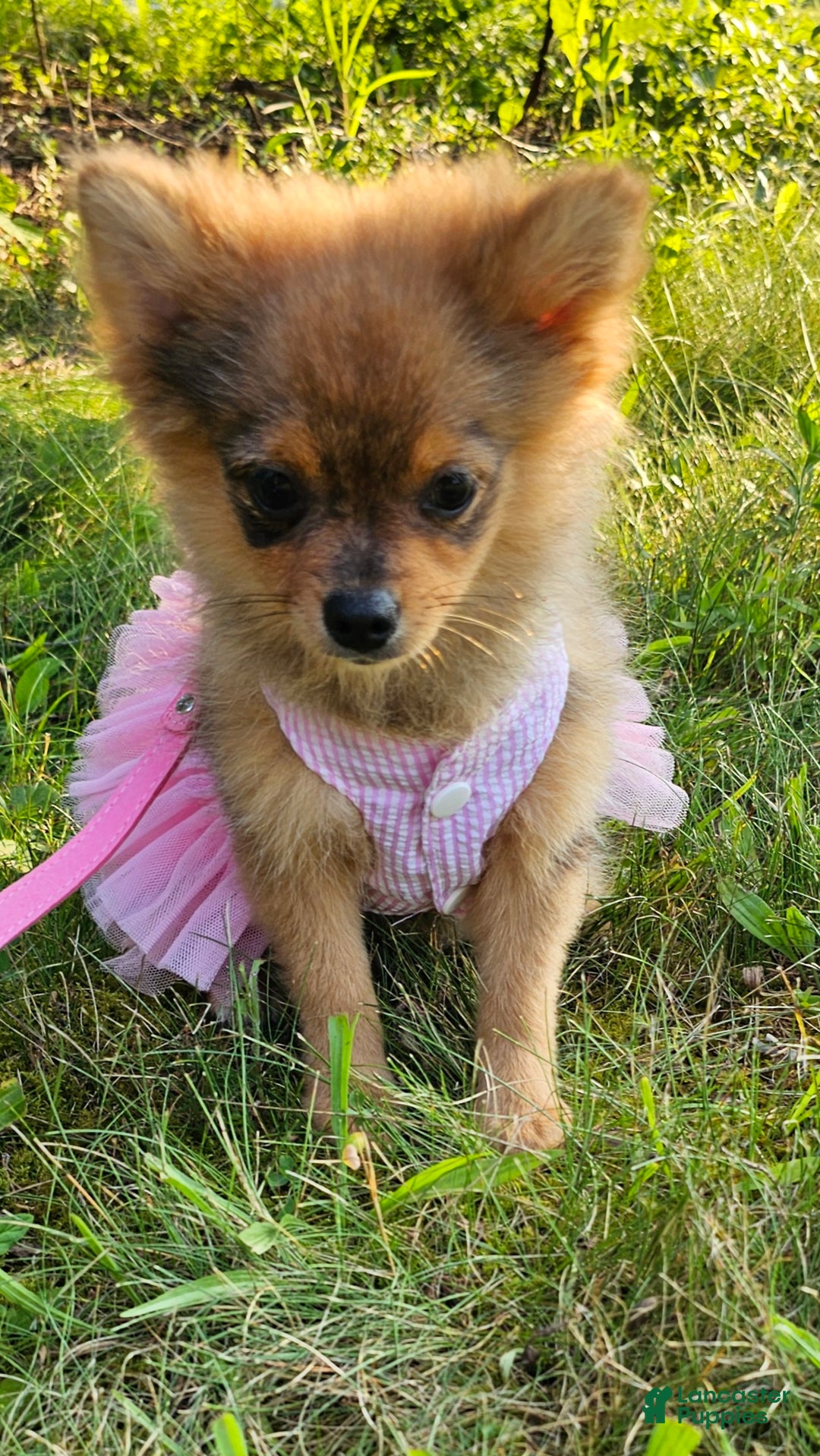 Pomeranian dogs for sale: Kora - Ad 8