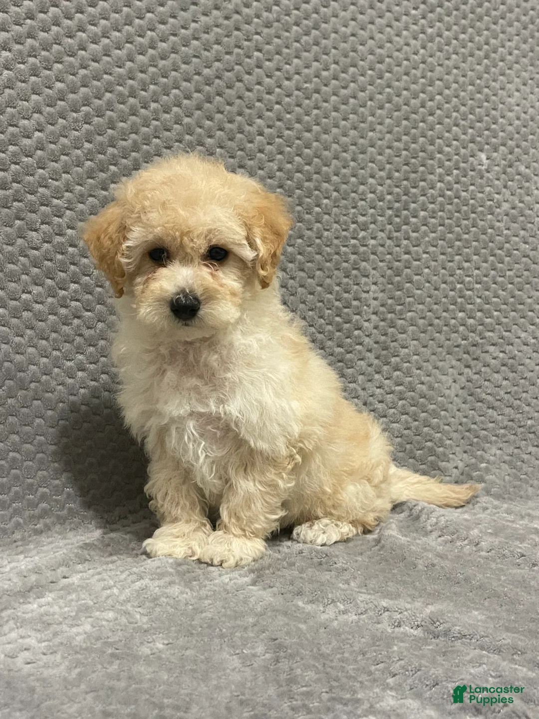 Bichpoo dogs for sale: Faye - Ad 2