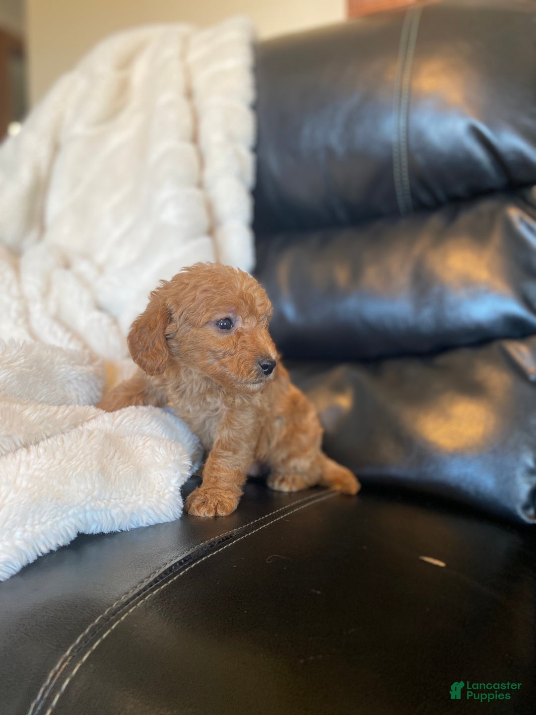 Mixed Breed dogs for sale: Holly  - Ad 5