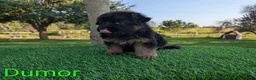 German Shepherd dogs for sale: Dumor - Ad 3