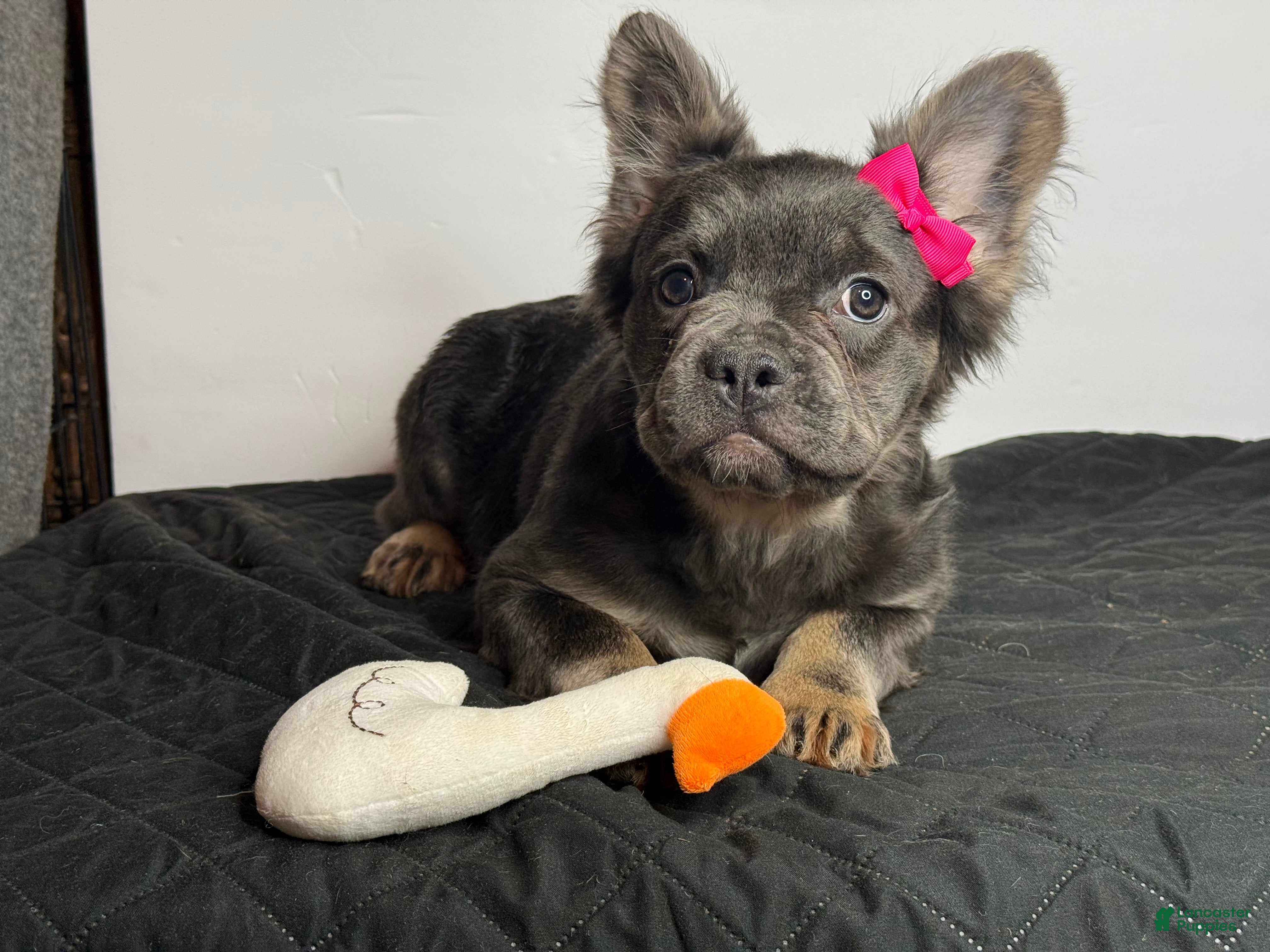 French Bulldog dogs for sale: Shadow - Ad 3