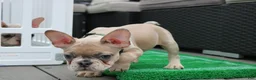 French Bulldog dogs for sale: French Bulldog 2 - Ad 5