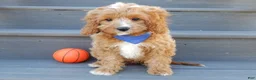 Cavapoo dogs for sale: Thomas - Ad 5