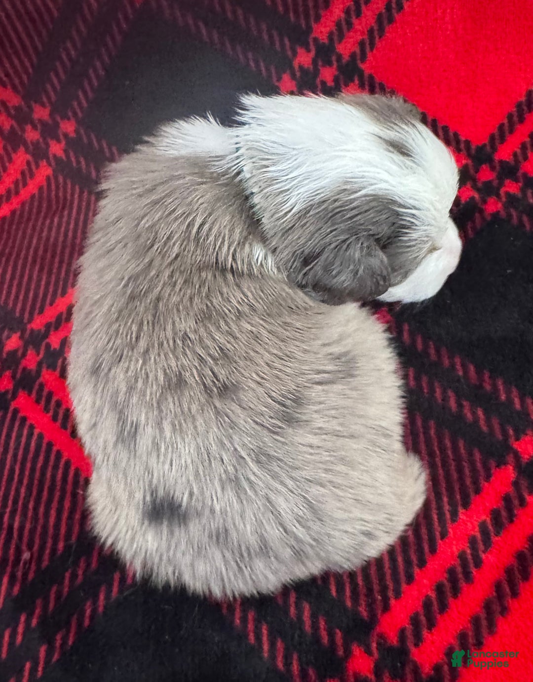 Australian Shepherd dogs for sale: Standard Australian Shepherd Puppy - Hunter Green Collar - Ad 3